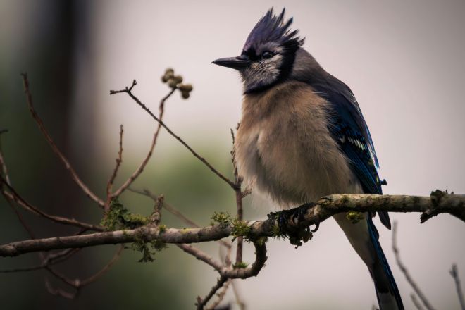 Elegant blue jay perched on a branch amidst nature, showcasing vibrant feathers.